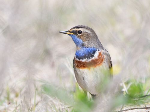 Bluethroat