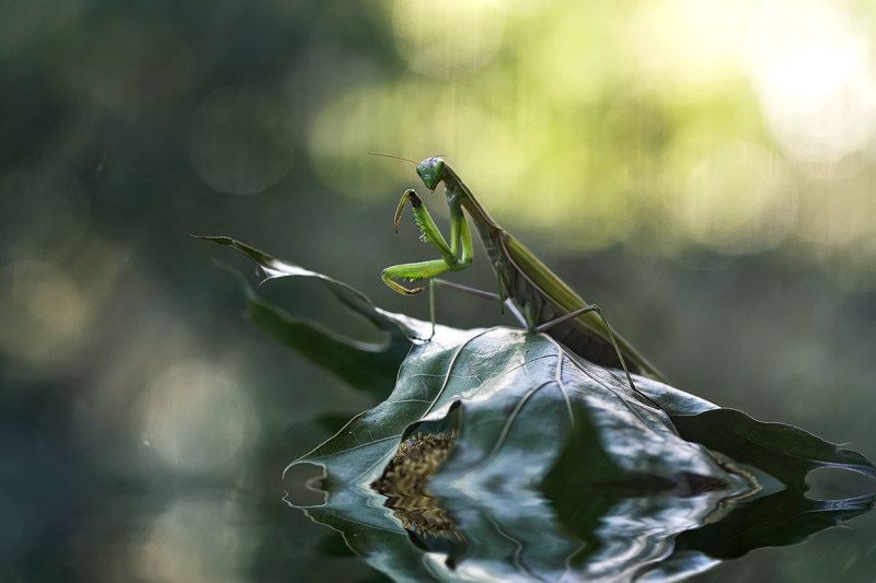 богомол, лист, осень, боке  фото превью