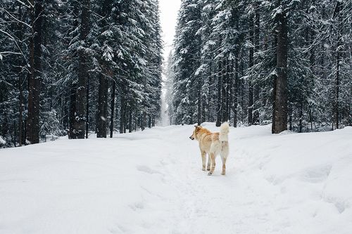 Невероятные приключения пса