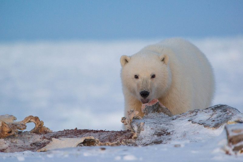 чукотка арктика море медведь белый полярный морской мыс кожевникова рыркайпий медвежонок Сирота... фото превью