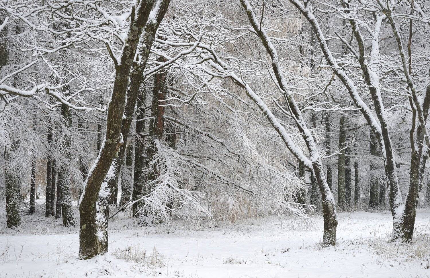 зима лес снег, Александр Жарников