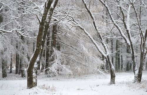 Зимний лес