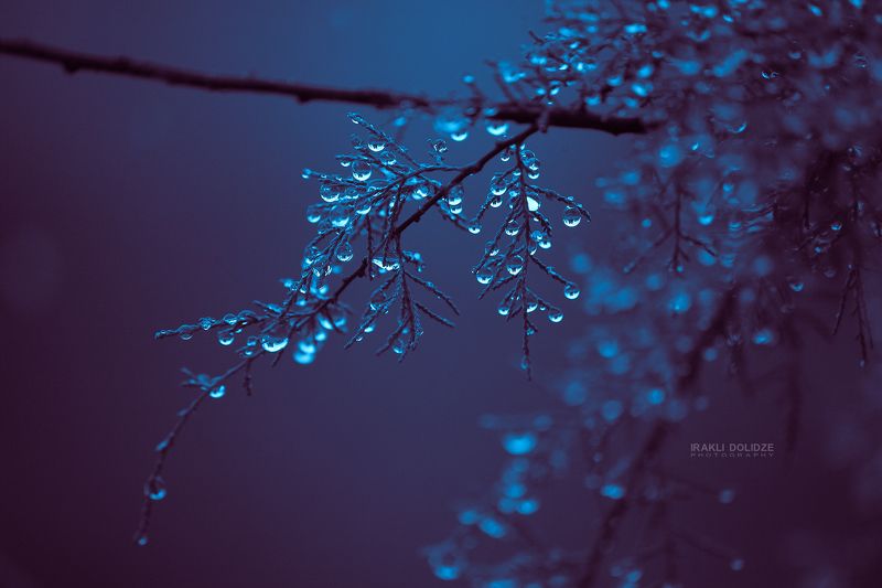 Raindrops фото превью