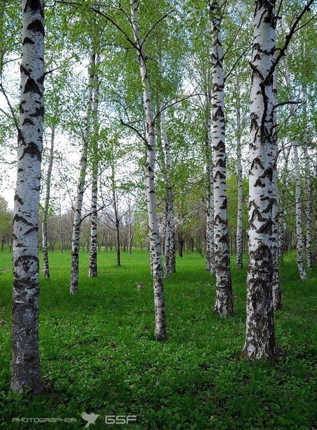 пейзаж, березы, лес, Serj Master