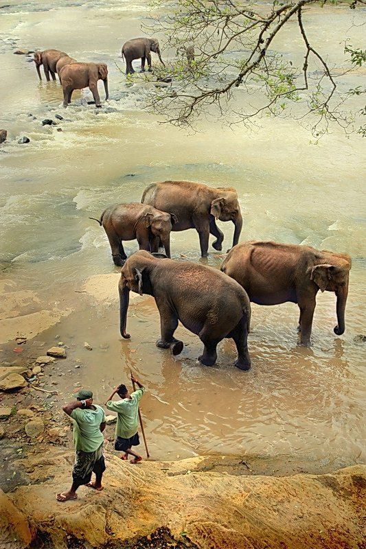 шри-ланка, слоны, пиннавела Купание слонов на Шри-Ланке фото превью