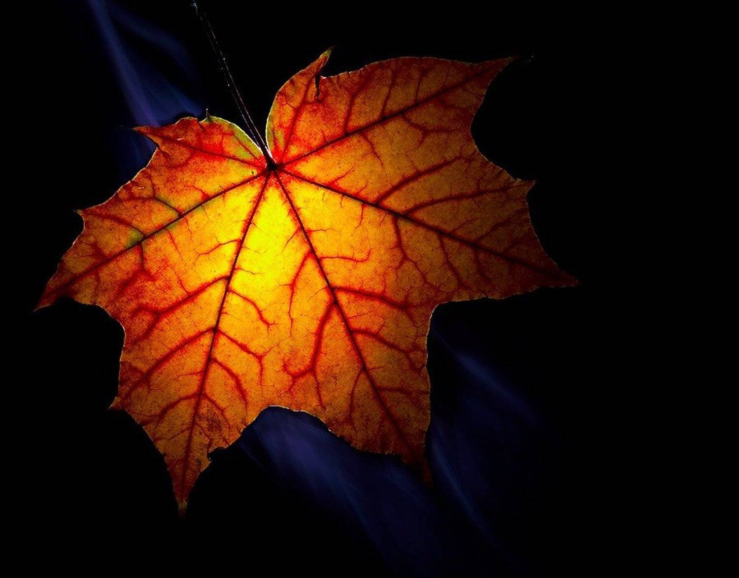 макро, осень, Евгений