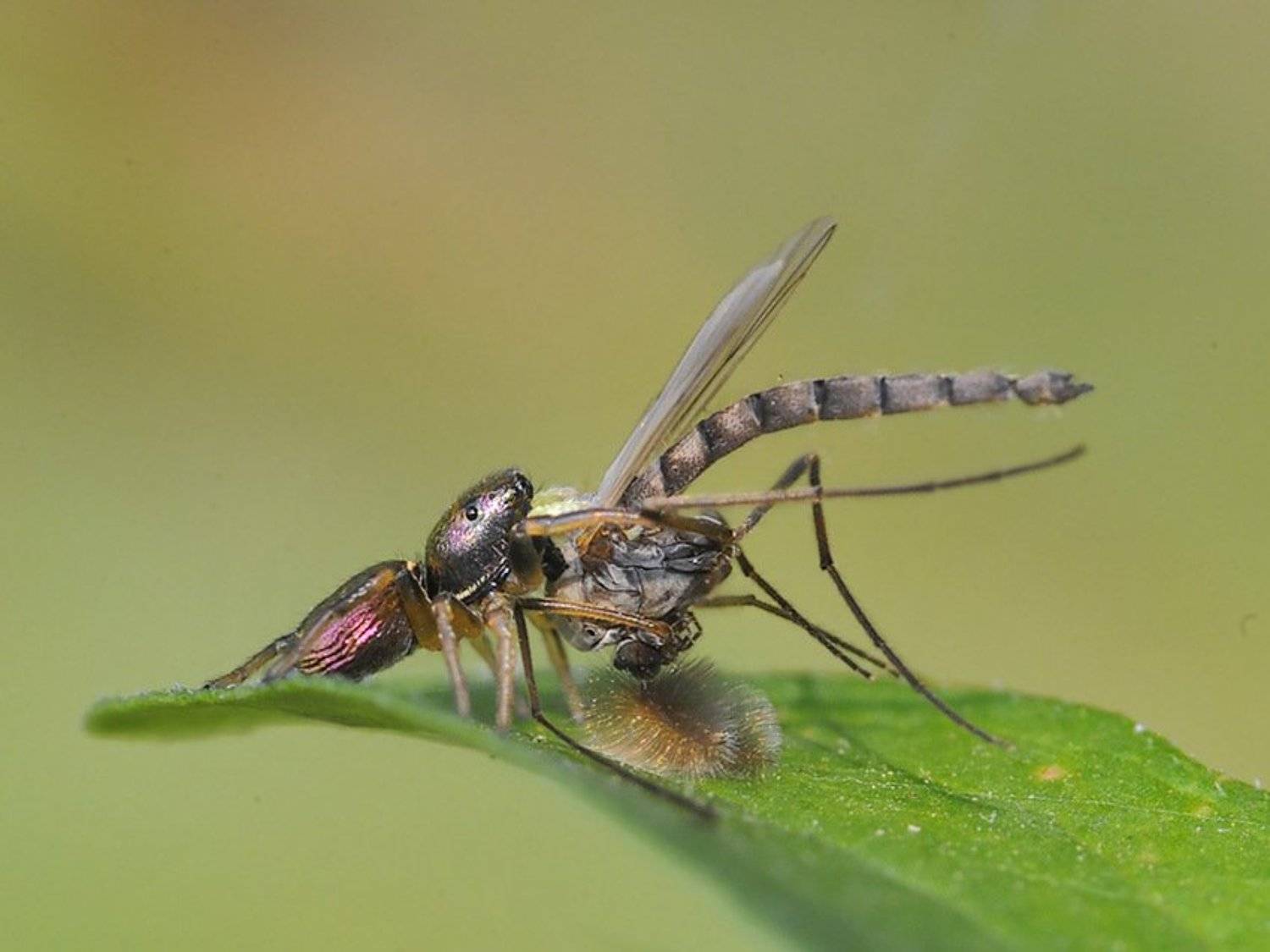 heliophanus, kochii, Юрий Охлопков
