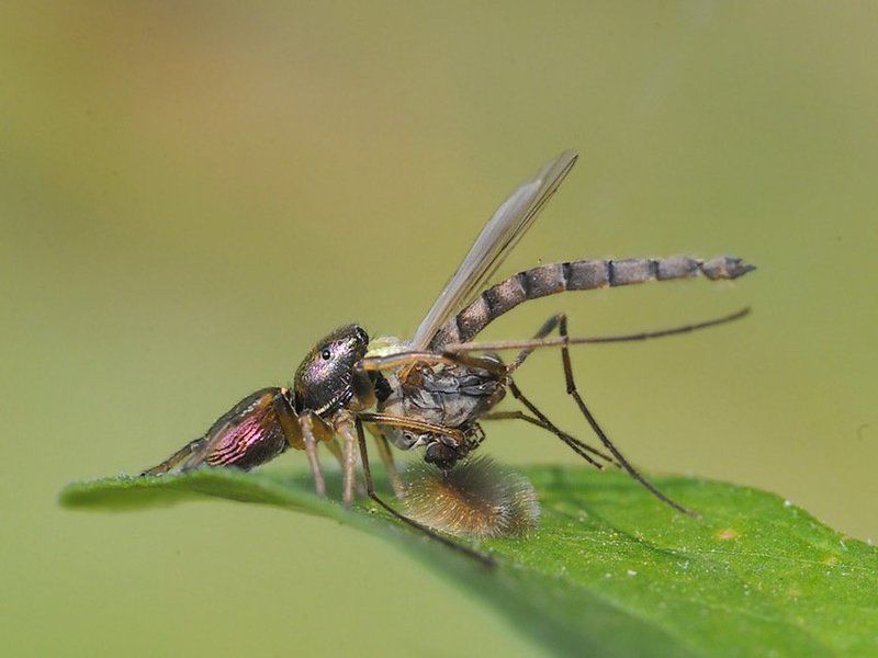 heliophanus, kochii Давид и Голиаф фото превью