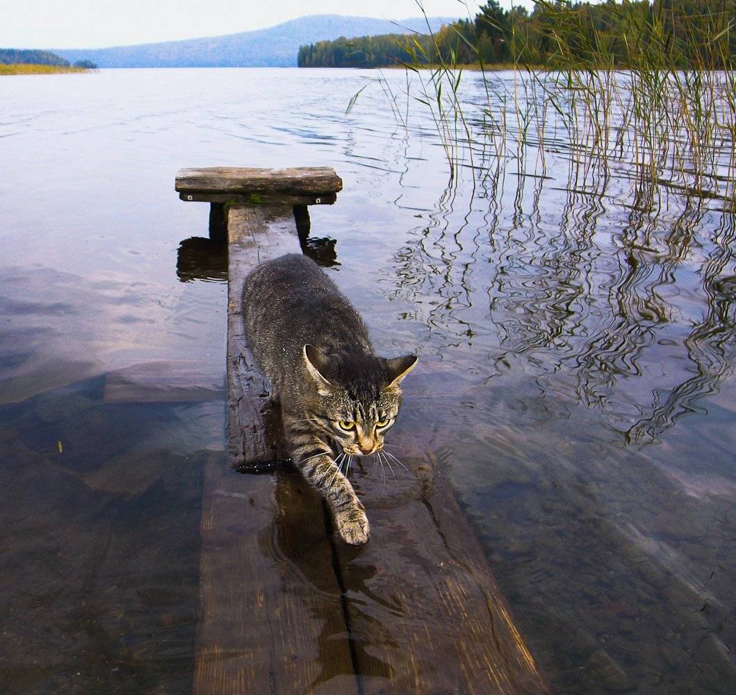 , Надежда Звягина / New Zealand