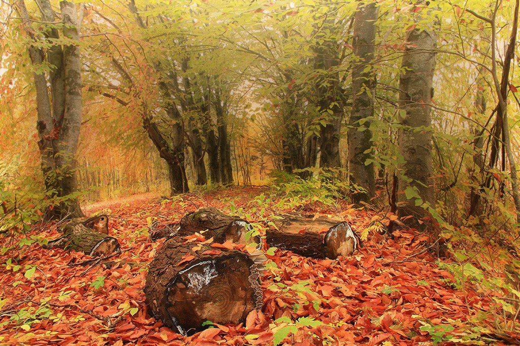 осень , природа, Михаил  Пилипенко