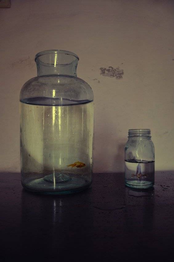 fish, gem, water, splash, Caras Ionut