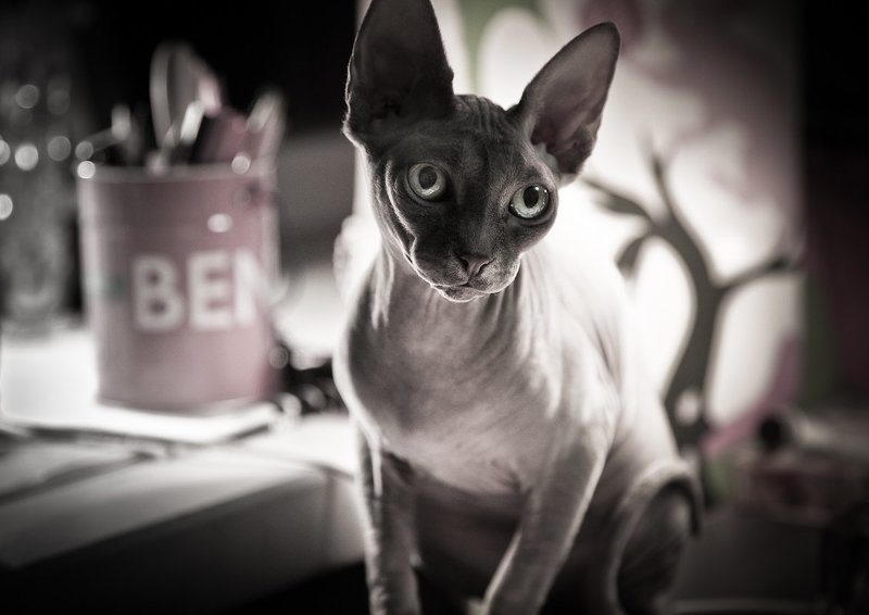 фото превью