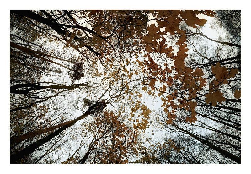 листопад фото превью