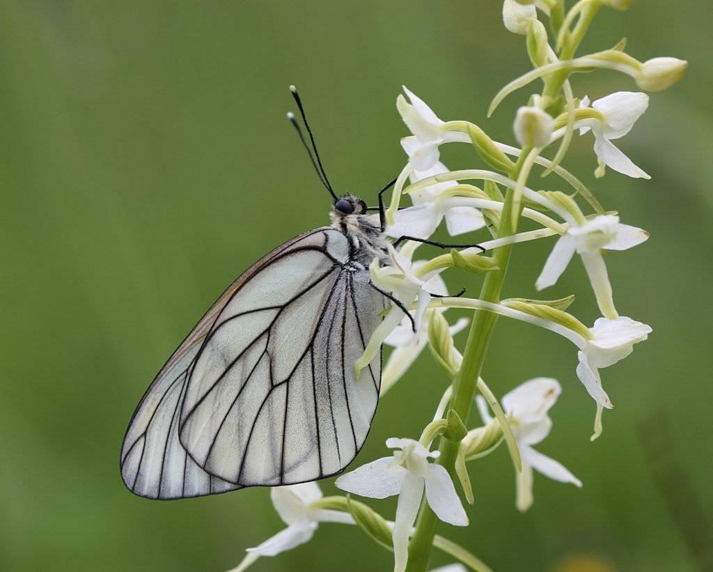 , Сергей Таланов
