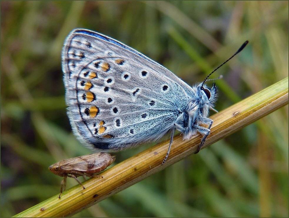макро, Ольга Хлуднева