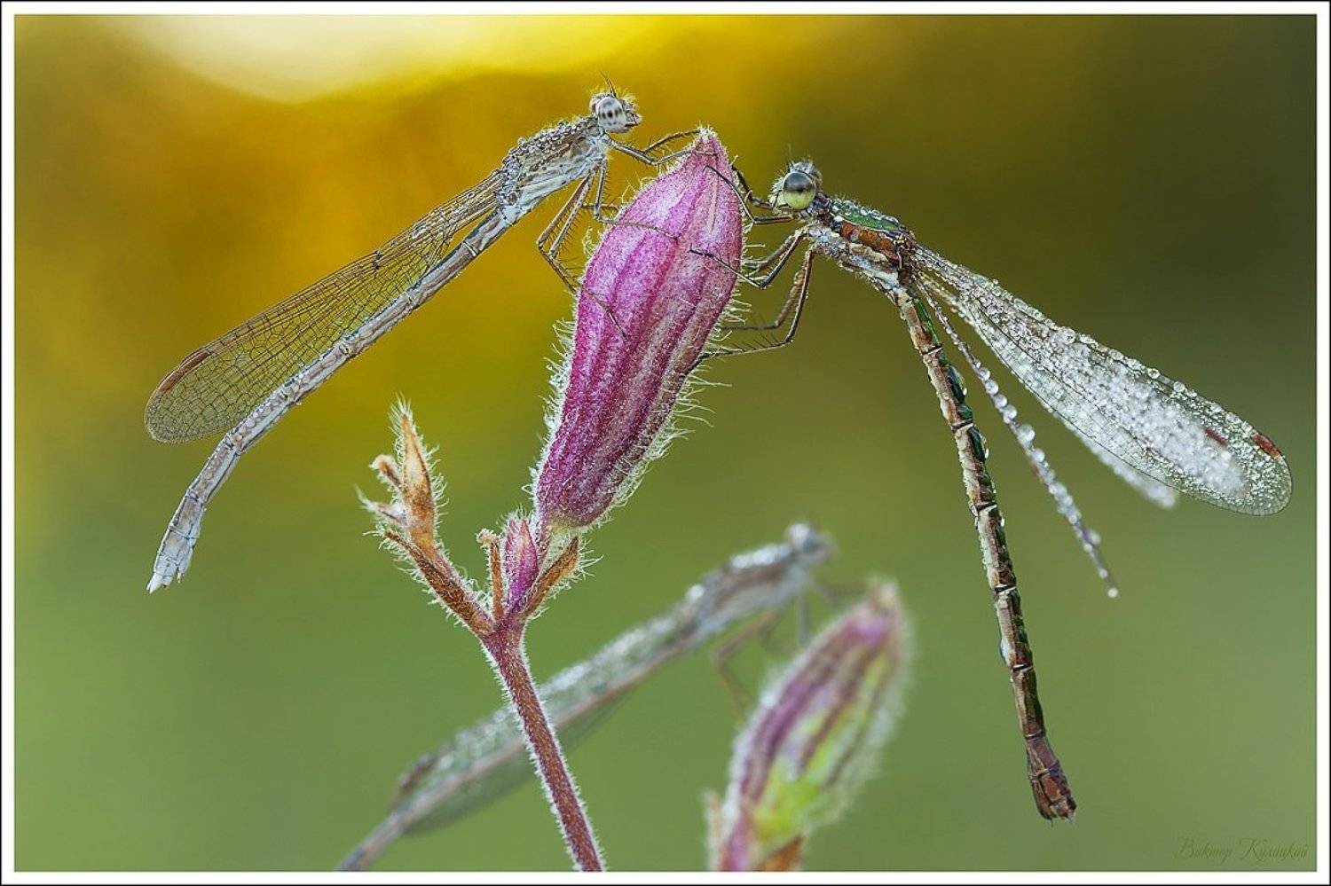 , Виктор Кулицкий