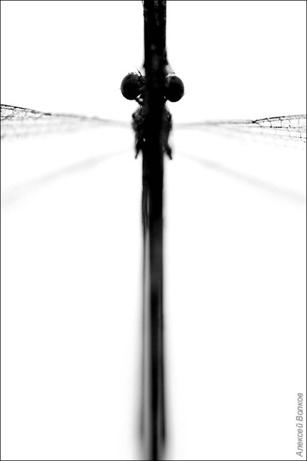 стрекоза, утро, трава, Amazon-san