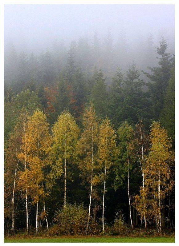 В утреннем тумане ... фото превью