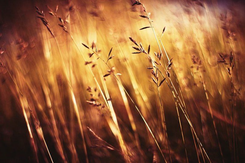 Золото фото превью