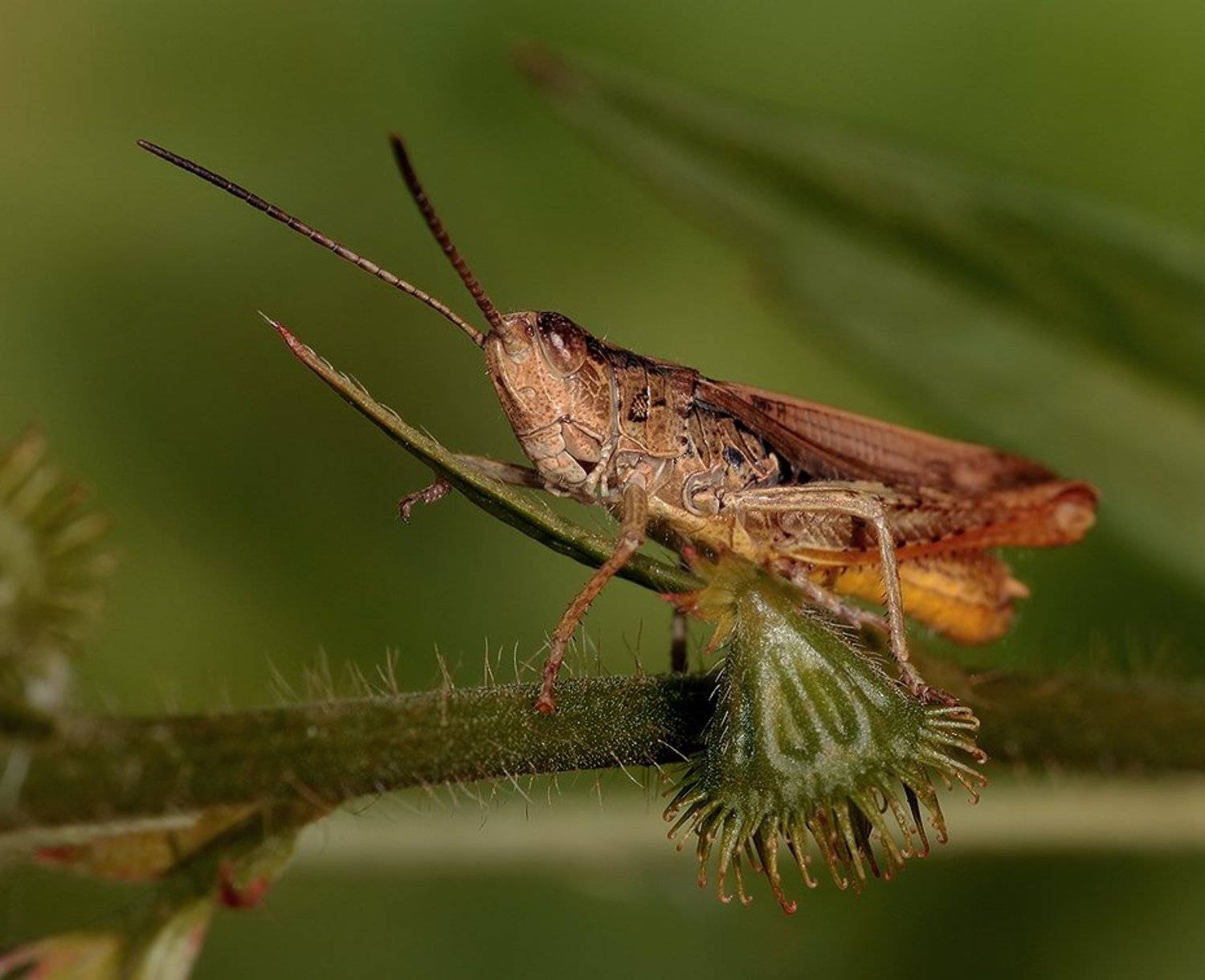 лето, трава, кузнечик, Олег Сурьянинов