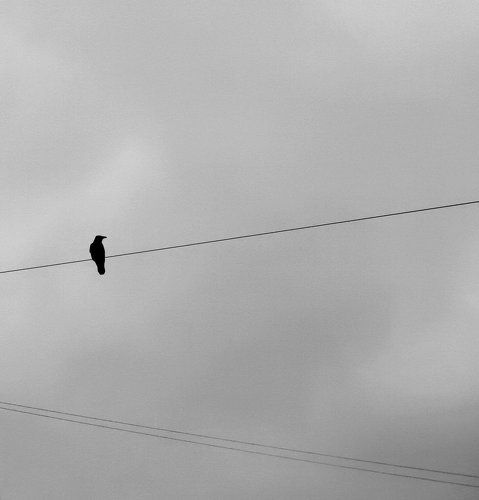 bird