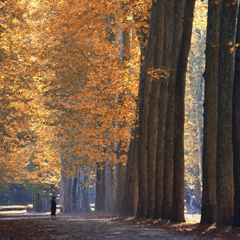 Autumn in Versailles фото превью
