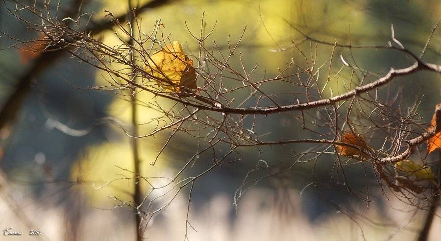 осень, природа, зарисовка, ветка, листья, етти