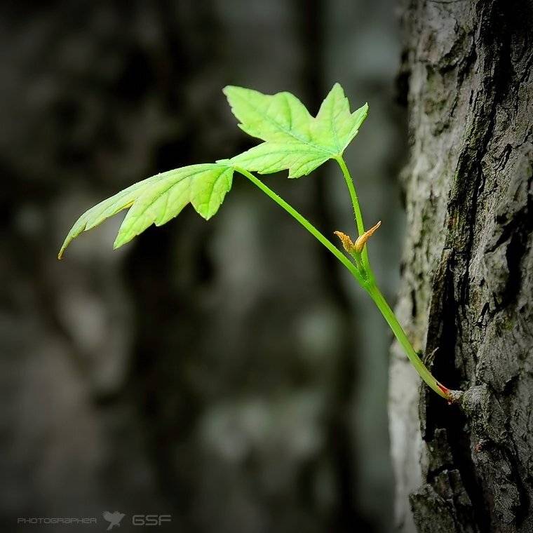 росток, листья, дерево, зелень, макро, Serj Master
