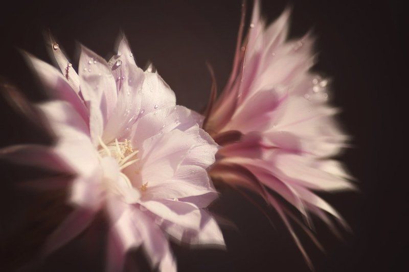 I\'ll be waiting фото превью