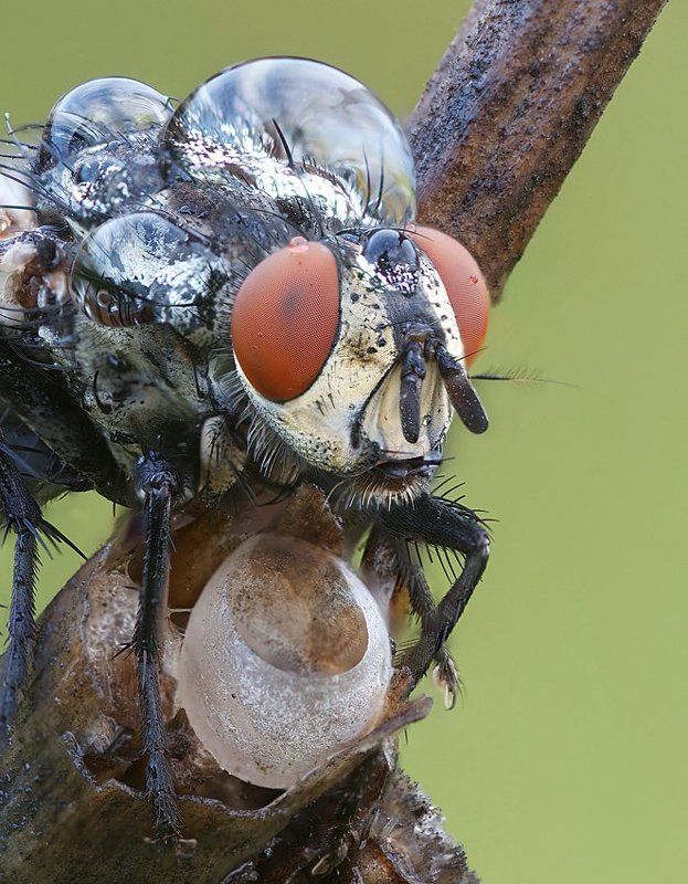 с новым ведром за водой :) фото превью