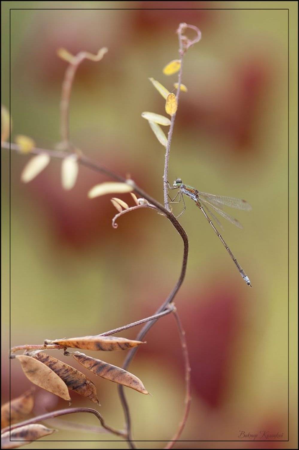 , Виктор Кулицкий