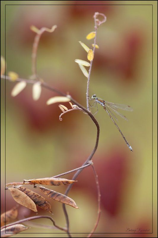Осенняя элегия фото превью