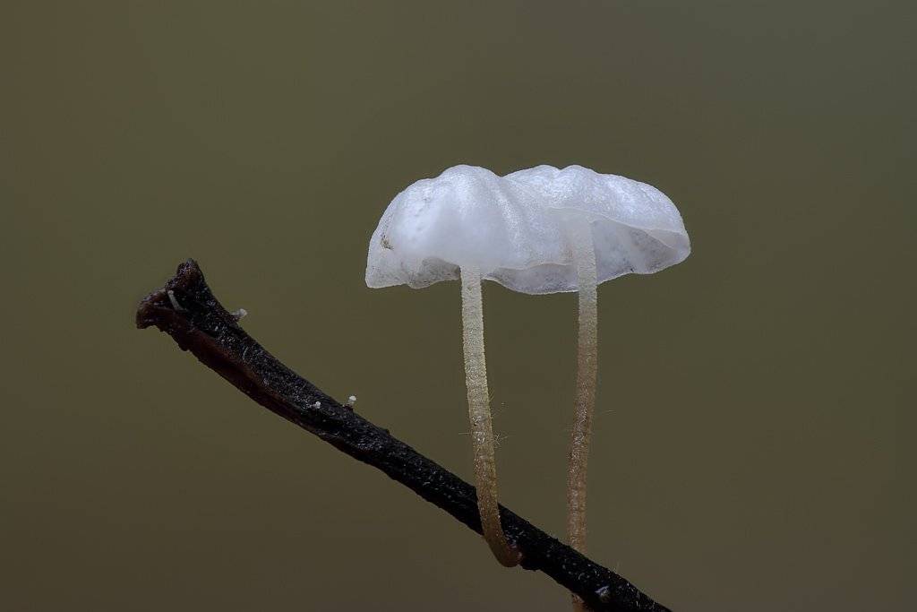 , Сергей Таланов