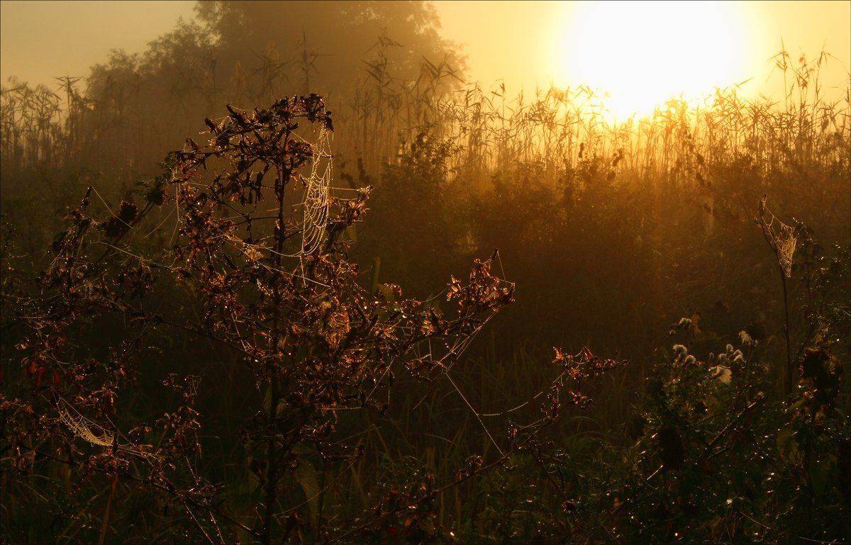паутина, утро, Сергей