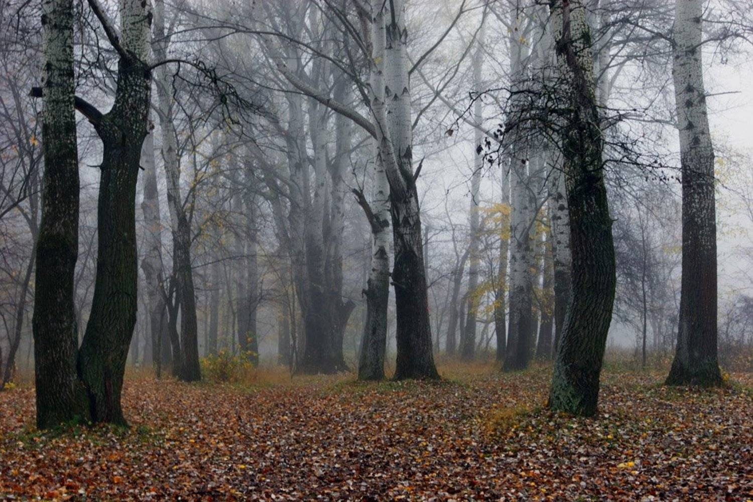 осень, деревья, листья, туман, пейзаж, природа, лес,, Сергей Шульга