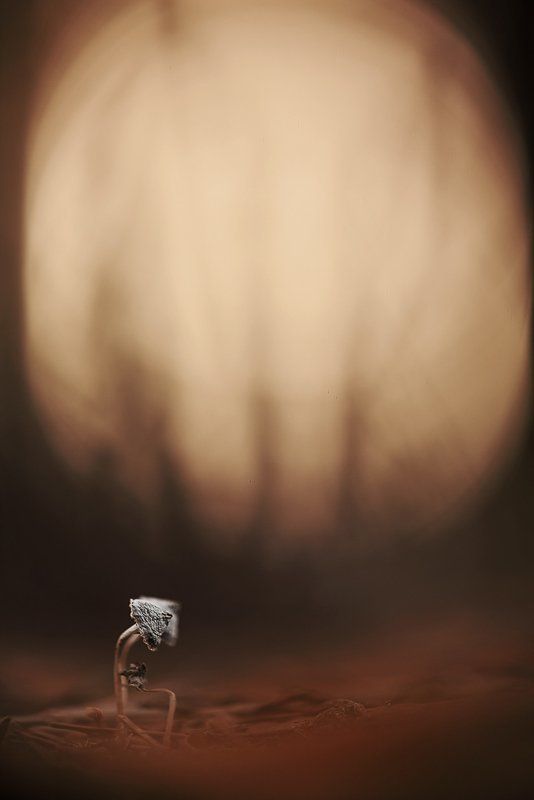 гриб, сумрак, лес Есть ли жизнь на марсе? фото превью