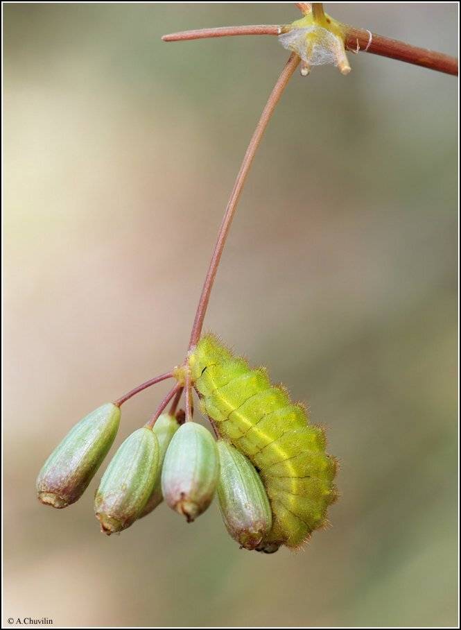 гусеница,ферула,последняя,гроздь, Александр Чувилин