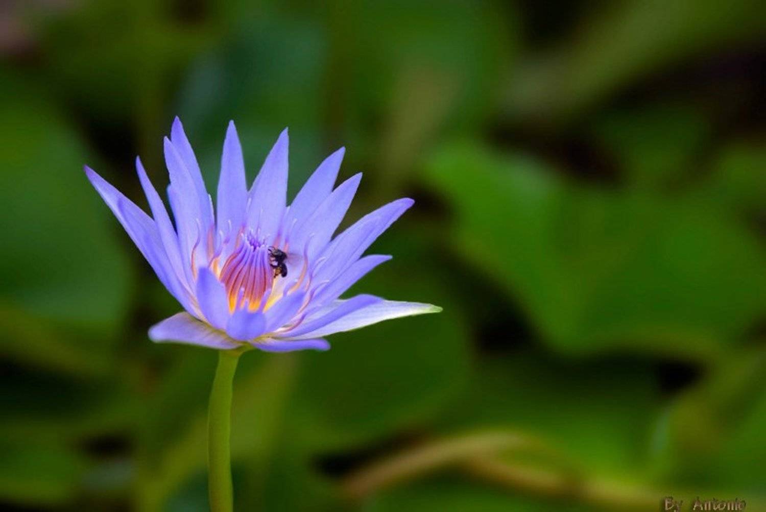 тай, лотос, таиланд, antonio