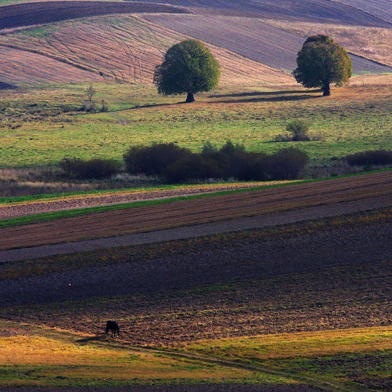 волынь, Тарас