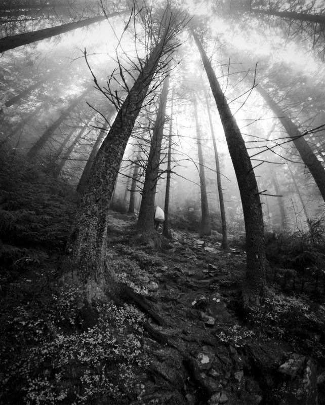 карпаты, природа, пейзаж, панорама, лес, туман исполины фото превью