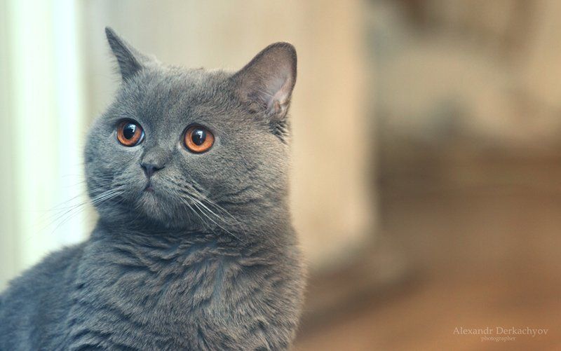 Ричард фото превью