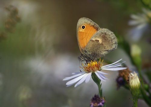 Сенница обыкновенная