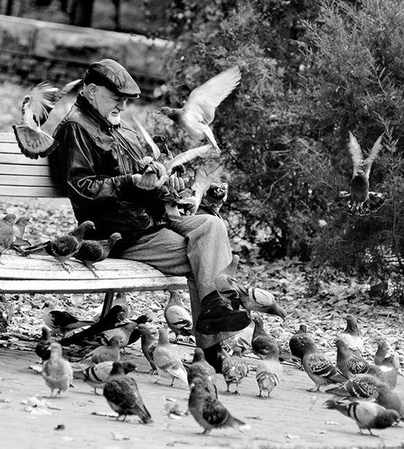 , Владимир Белый