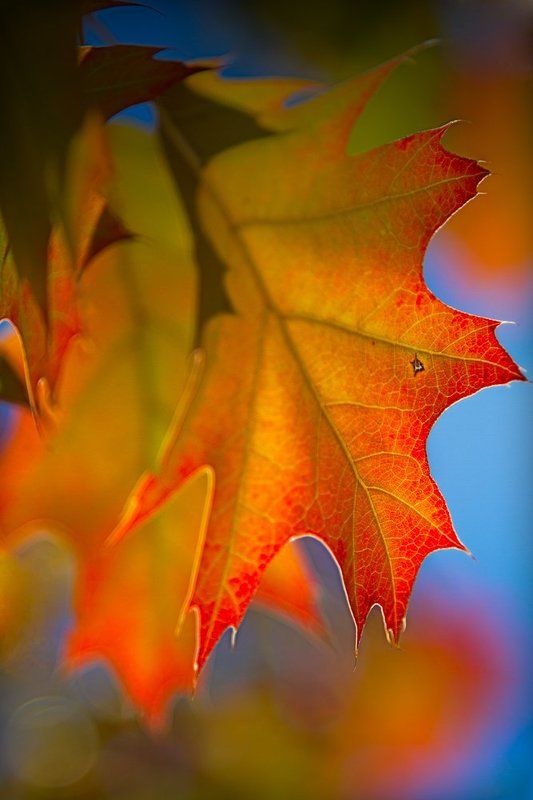 leaf, red, green, fall, blue, bladerunner I\'ve seen things ... фото превью