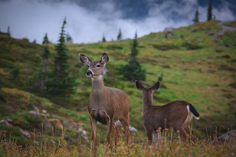 Untitled фото превью