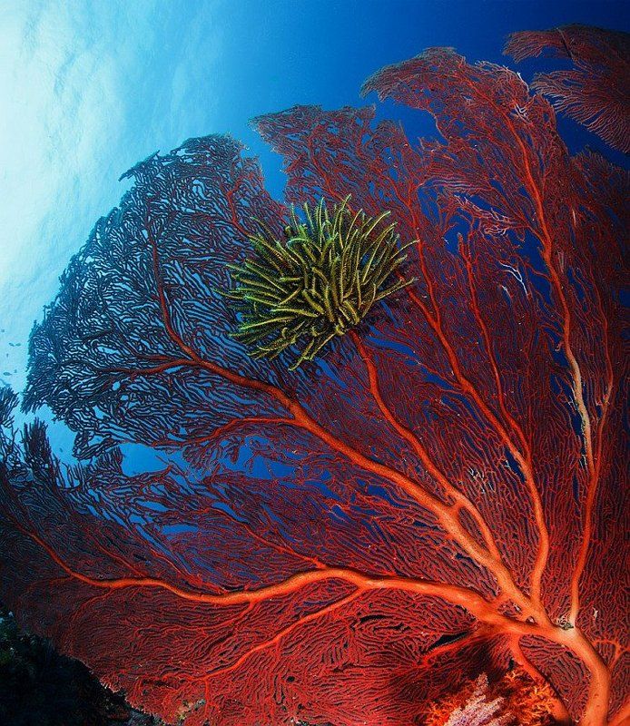 fiji, color, red,blue,deep,sea,dive,diving,girl,coral Fiji RED фото превью
