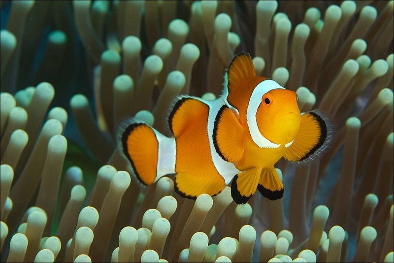 clown fish, underwater, indonesia, bali, anemone Популярный фото превью