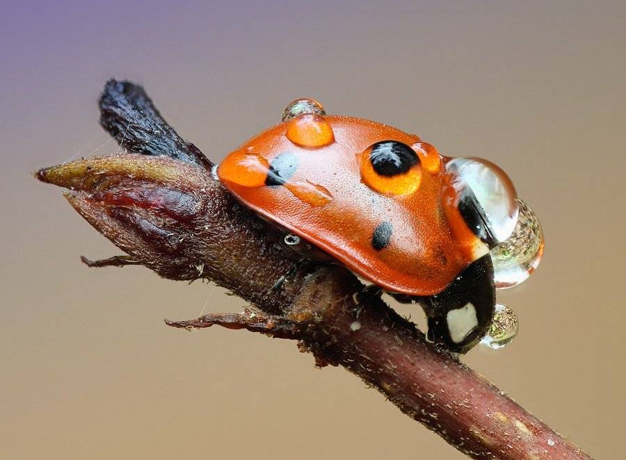 , Сергей Таланов