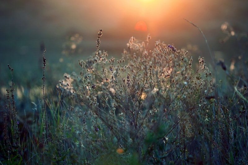 Травушка-муравушка... фото превью