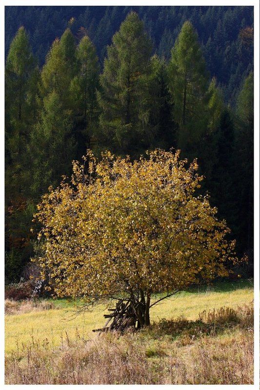 И теперь в цветах осени ..... фото превью